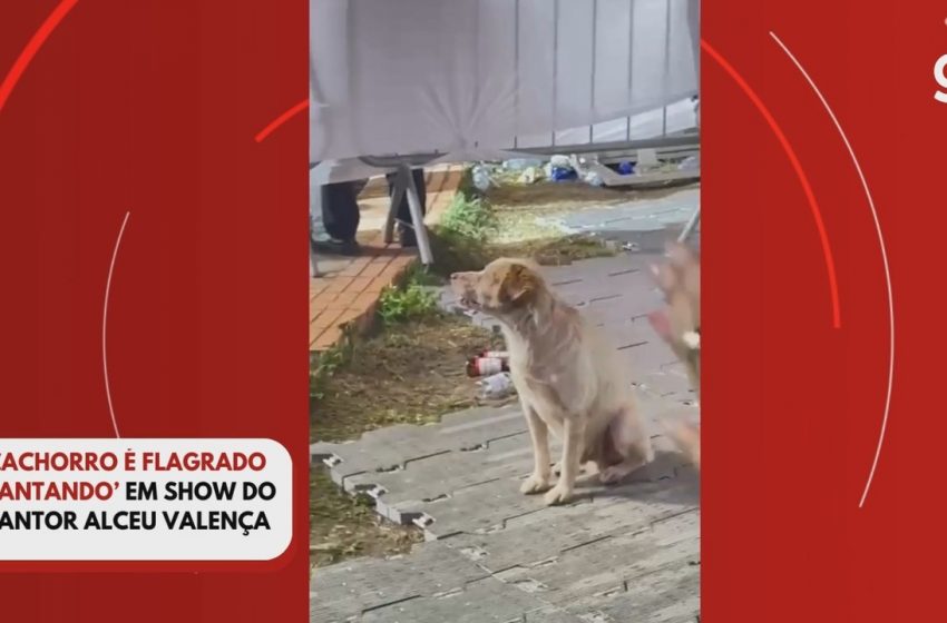  Cachorra Gaia: A Border Collie Brasileira que Aprende 200 Palavras e Chama a Atenção de Pesquisadores