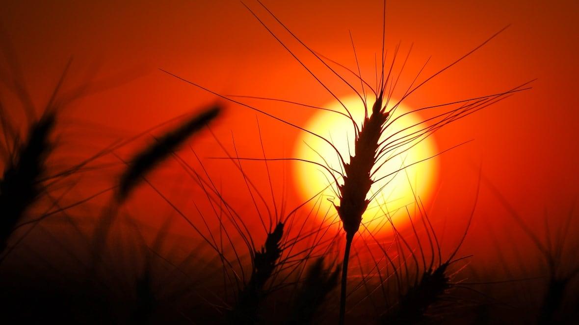 Estratégias de Adaptação Climática dos Agricultores para Segurança Alimentar