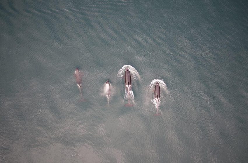 Orcas compartilham presas com humanos para entender nossa espécie.