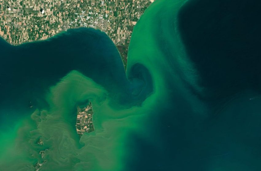 Algas verdes e pegajosas prosperam com mudanças climáticas.