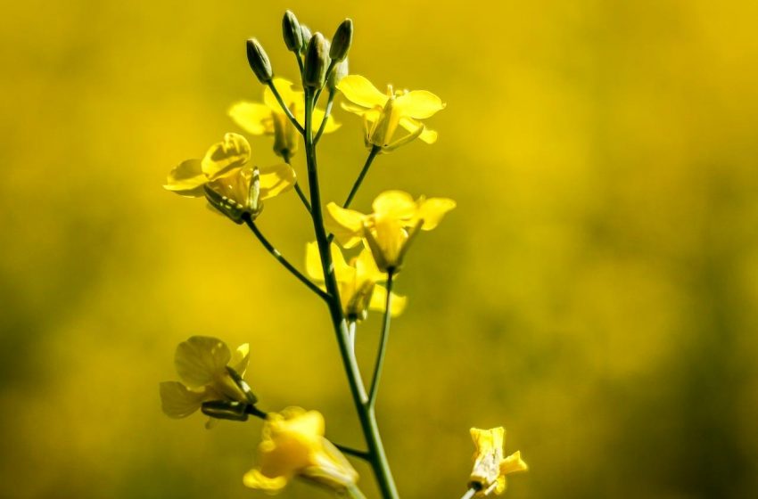  China impõe tarifas preliminares sobre importações de canola canadense.