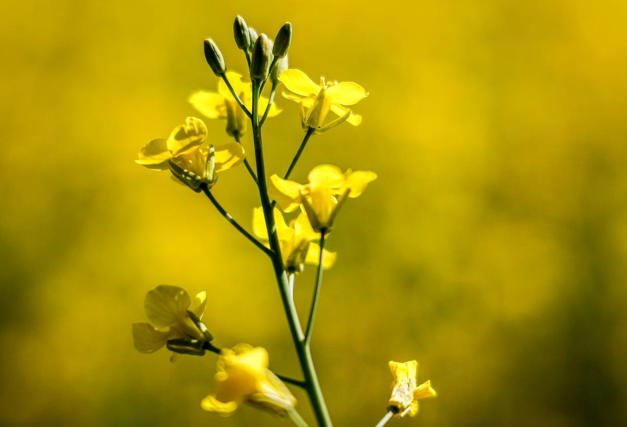 China impõe tarifas preliminares sobre importações de canola canadense.