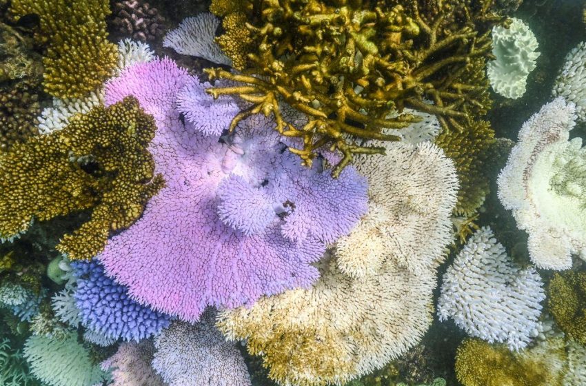  Cobertura de corais na Grande Barreira de Coral cai drasticamente.