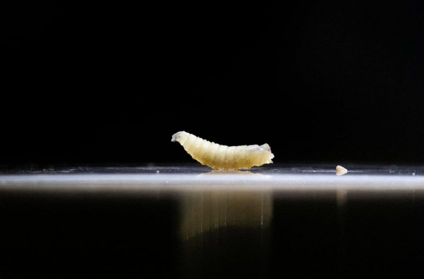  Compreendendo a mosca-viva: Mantenha a calma e a informação.