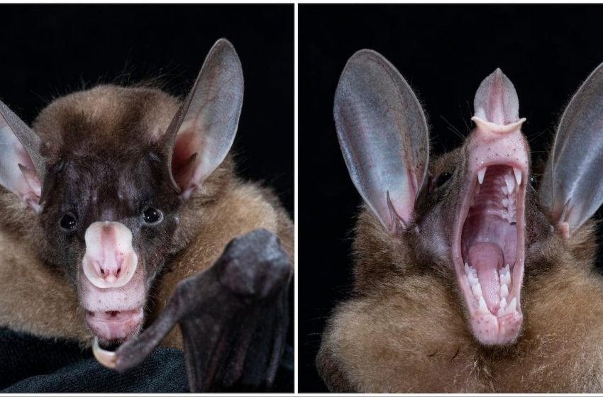  “Fantasmas vampiros demonstram carinho ao abraçar seus filhotes.”