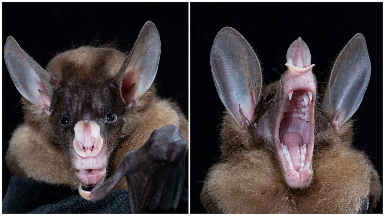 "Fantasmas vampiros demonstram carinho ao abraçar seus filhotes."