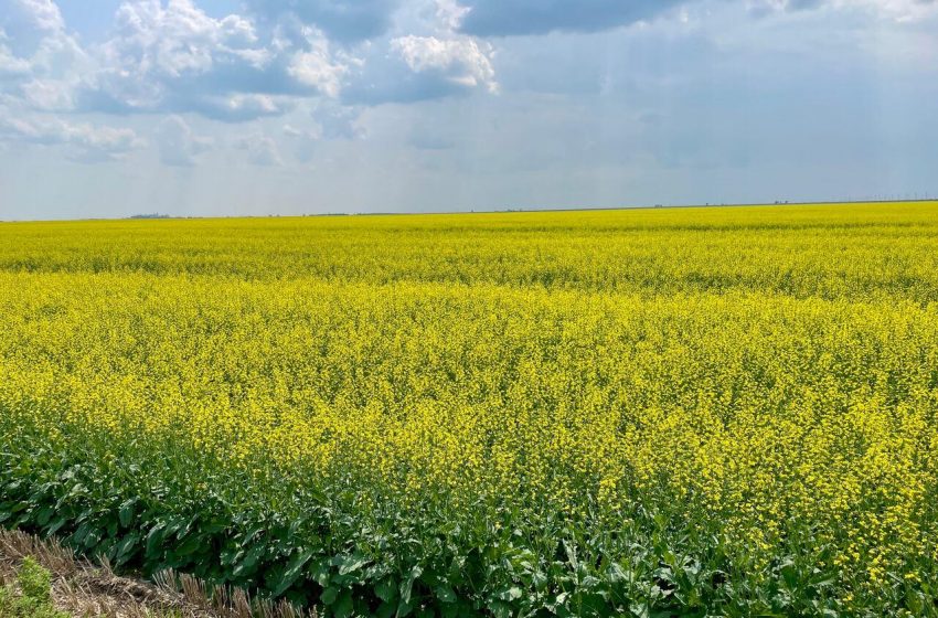  Produtores de Saskatchewan enfrentam incertezas após decisão da China sobre canola.