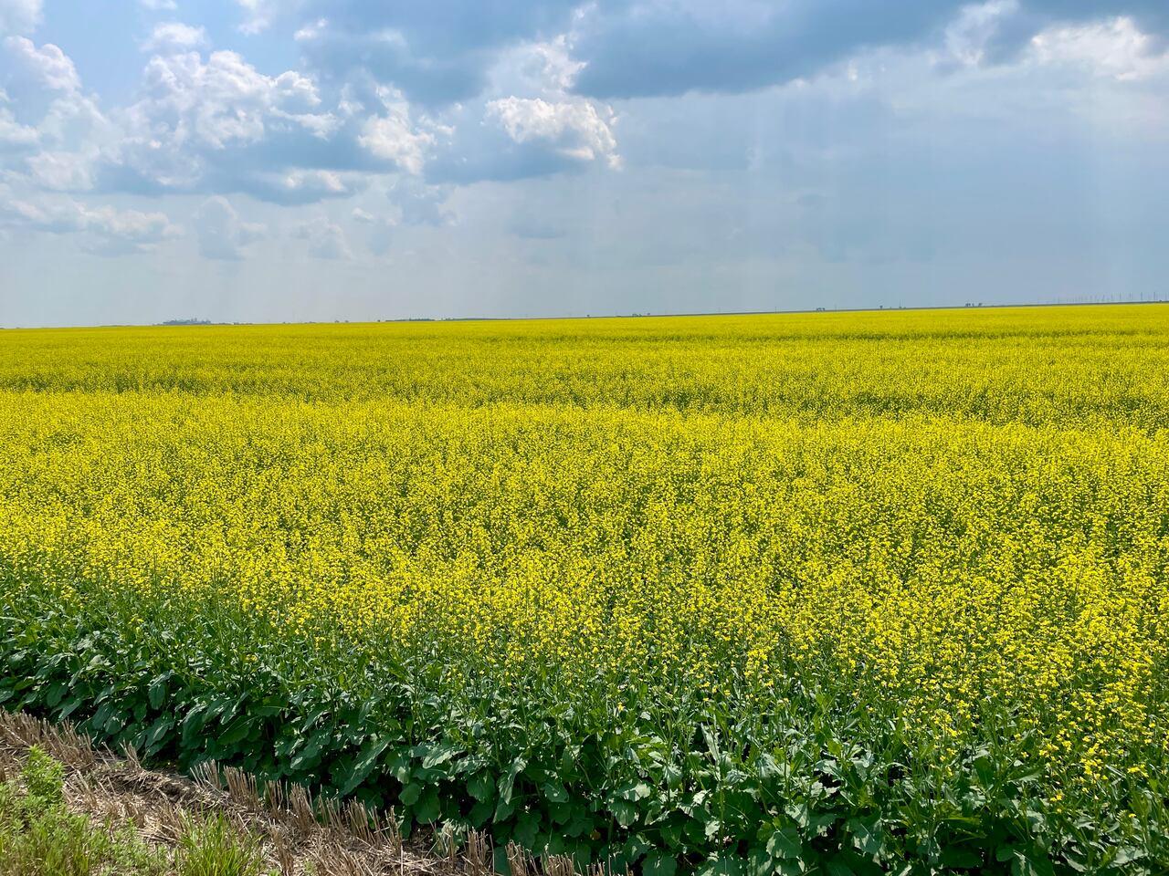 Produtores de Saskatchewan enfrentam incertezas após decisão da China sobre canola.