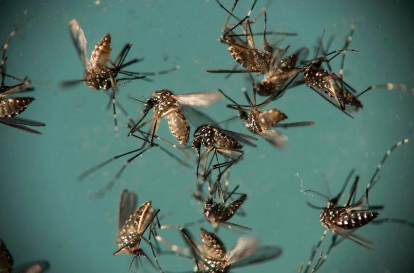  Surto de chikungunya na China: Tudo que você precisa saber.