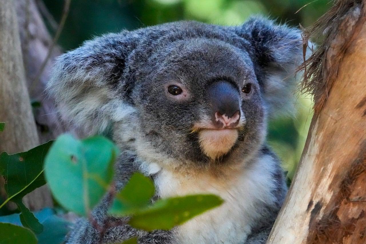Austrália aprova vacina inovadora contra clamídia em coalas.