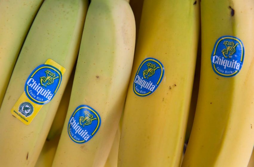 Chiquita anuncia retorno à produção de bananas no Panamá.