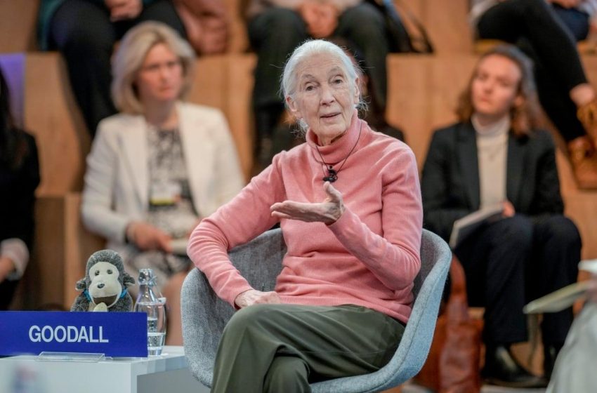  Jane Goodall alerta sobre o descaso com questões ambientais.